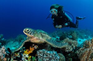 Uma tartaruga marinha no fundo do mar, sendo observada por uma mergulhadora.