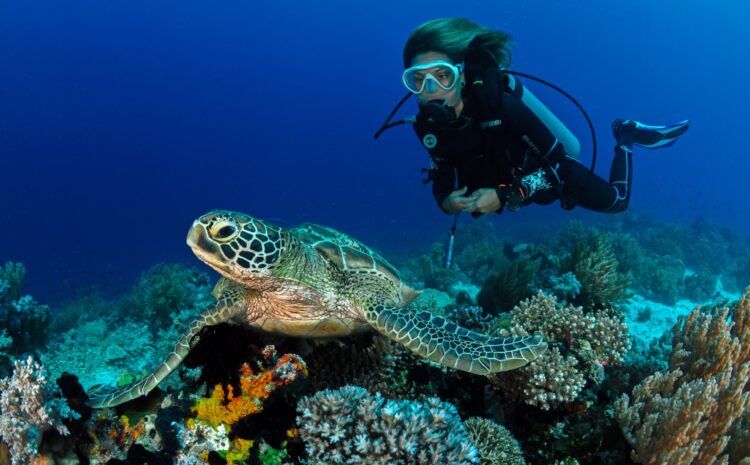 Uma tartaruga marinha no fundo do mar, sendo observada por uma mergulhadora.